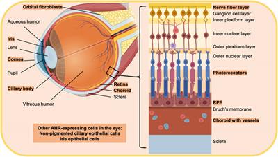 More than Meets the Eye: The Aryl Hydrocarbon Receptor is an Environmental Sensor, Physiological Regulator and a Therapeutic Target in Ocular Disease